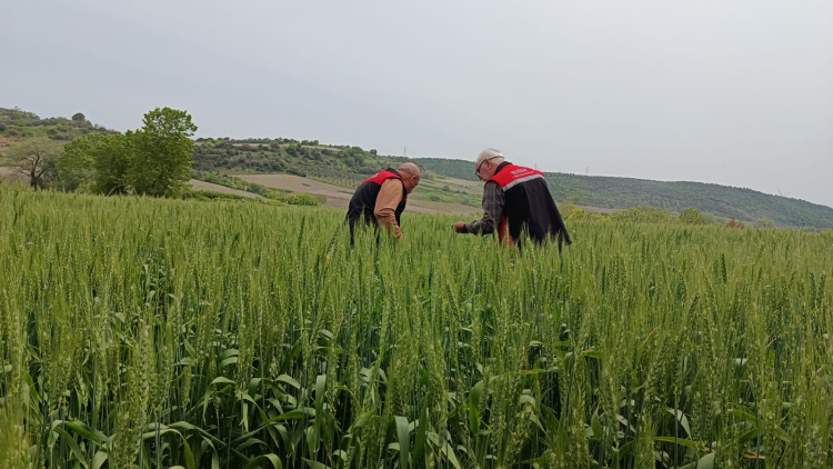 Bursa'da Yumurtada Parazitoid Sürveyi Başladı