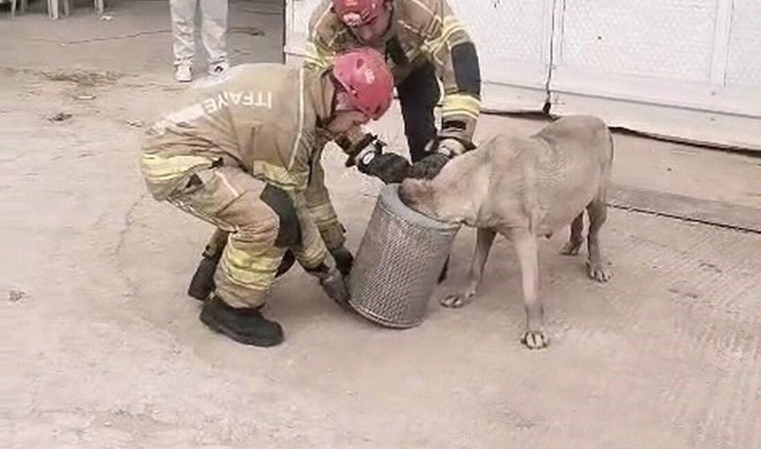 İnegöl'de hamile köpek kurtarma operasyonunun detayları ve insan odaklı yaklaşımımız