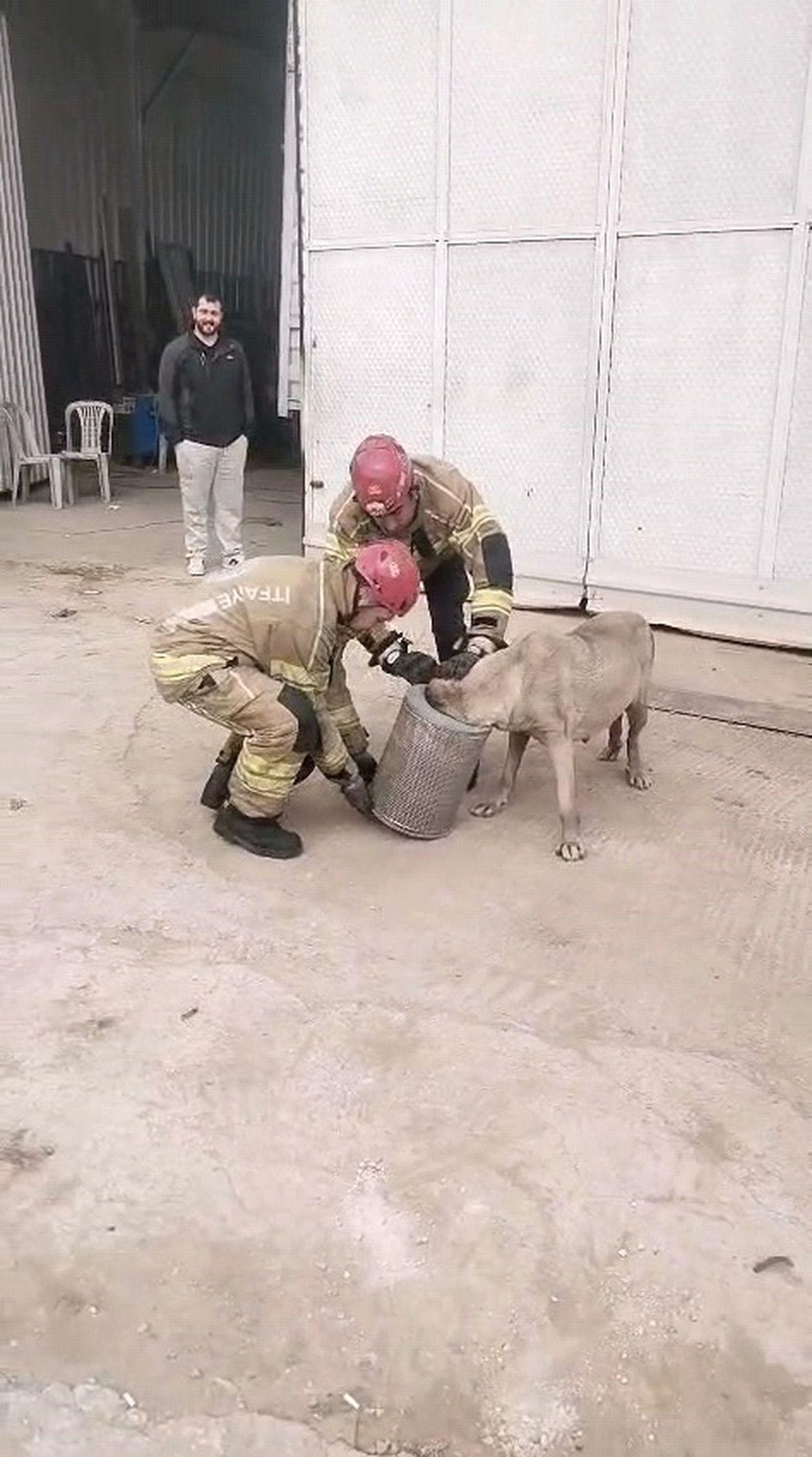 İnegöl'de hamile köpek kurtarma operasyonunun detayları ve insan odaklı yaklaşımımız