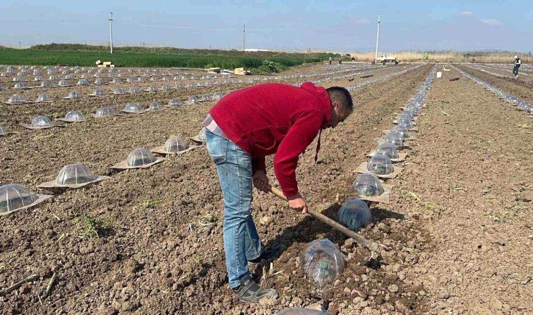 Karacabey'de tarım işçilerinin zor ve meşakkatli mücadelesine ilişkin detaylı bilgiler,