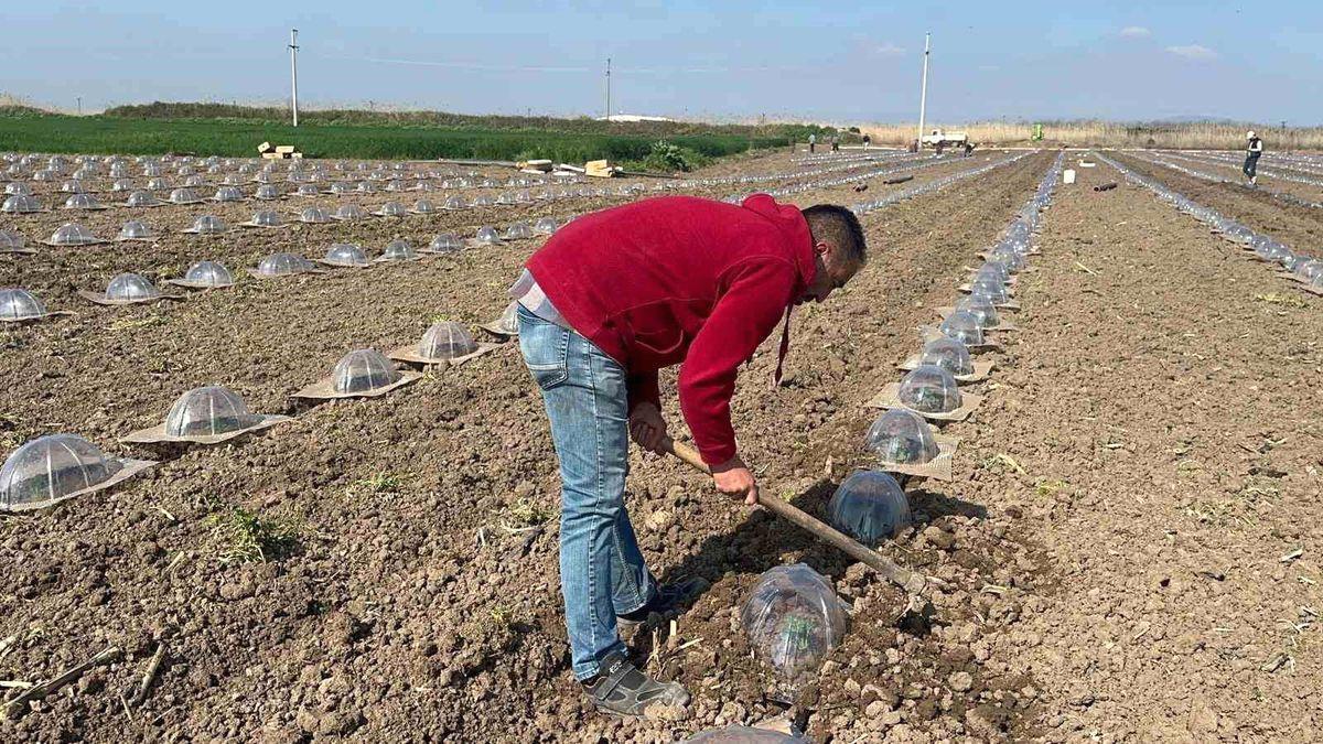 Karacabey'de tarım işçilerinin zor ve meşakkatli mücadelesine ilişkin detaylı bilgiler,