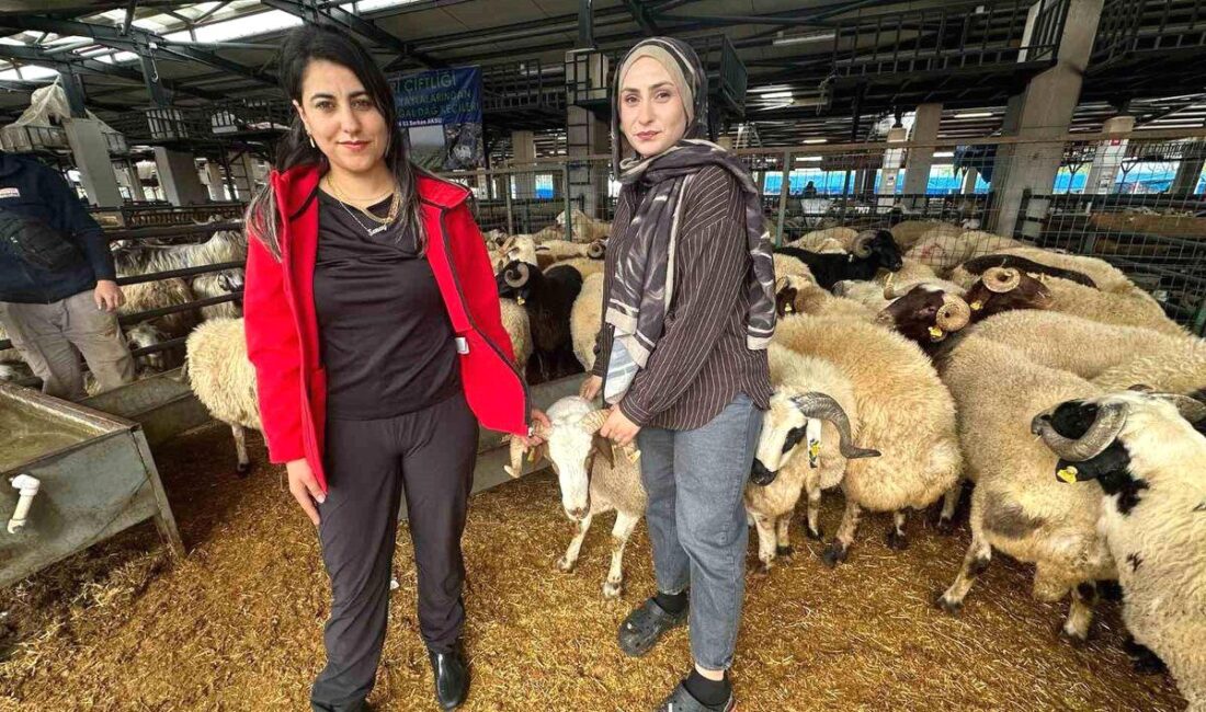 Osmangazi'de dikkat çekici kadın satıcıların faaliyetlerini ve başarı hikayelerini inceleyin.