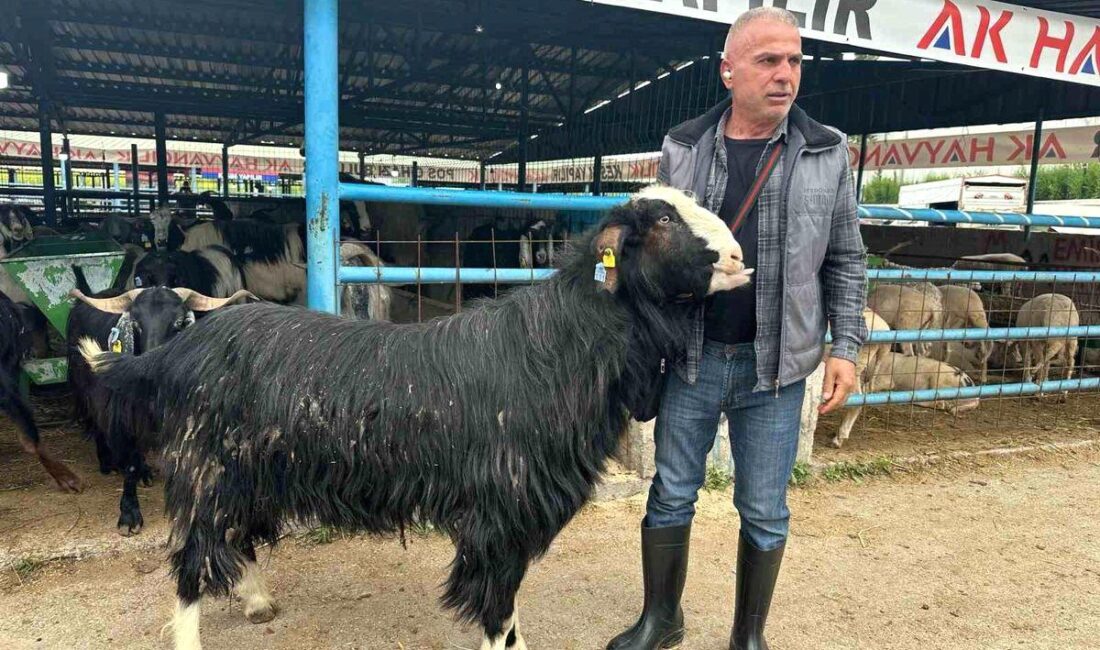 Yıldırım'daki İsabey Kurban Pazarı'nın hareketliliği ve güncel durumu hakkında detaylı