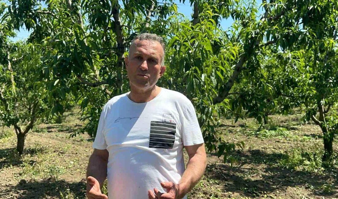 Bursa Gürsu'da meyve rekoltesindeki artış, tarım sektörüne önemli katkılar sağlamakta