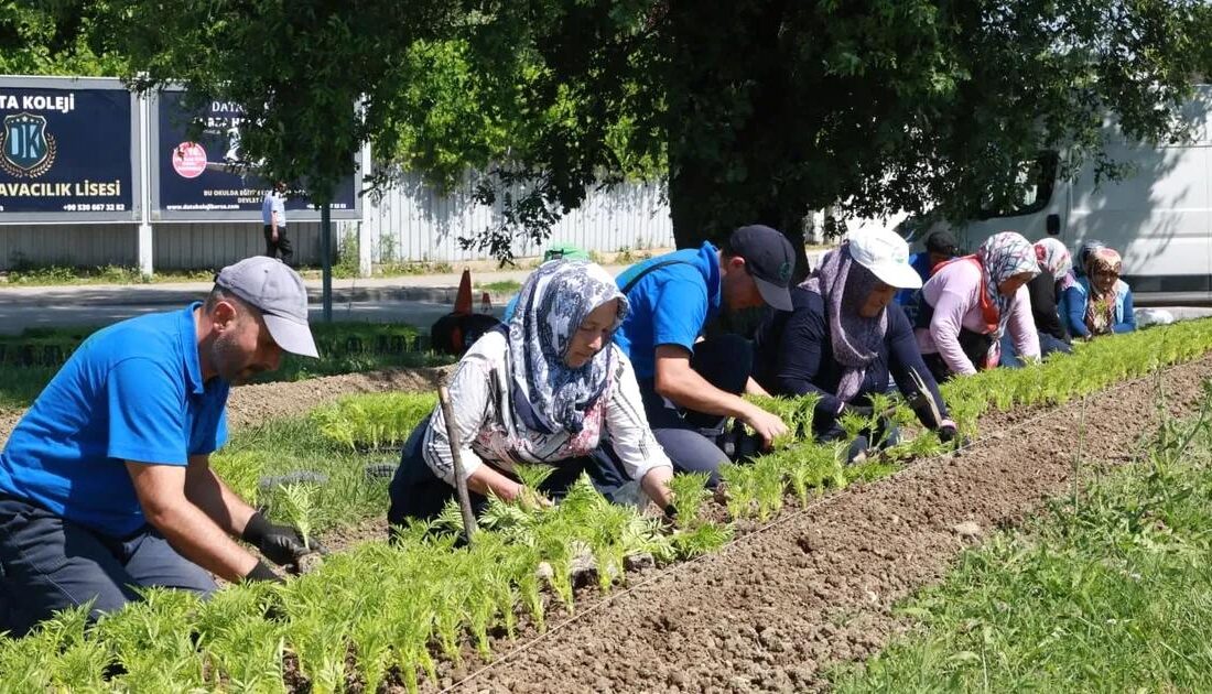 Bursa Osmangazi'de çiçek seferberliği ile şehre güzellik katıyor, doğal yaşamı