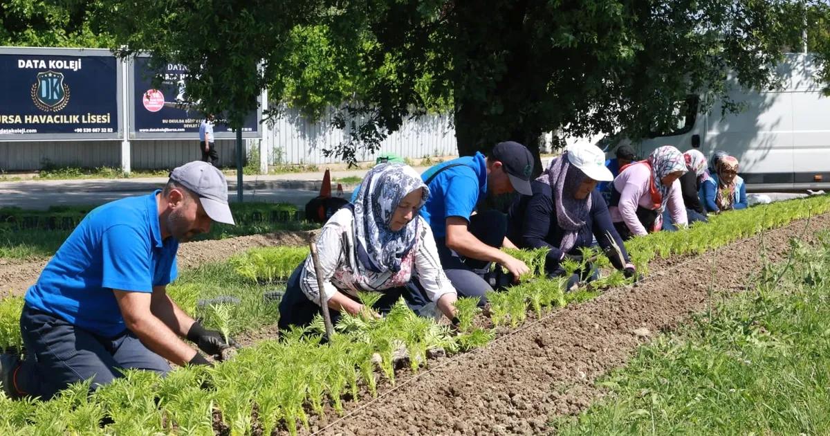 Bursa Osmangazi'de çiçek seferberliği ile şehre güzellik katıyor, doğal yaşamı