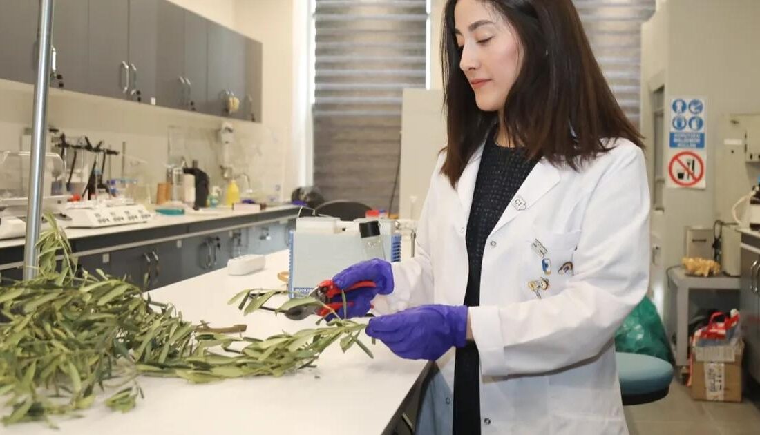 Bursa zeytin atıkları, yenilikçi çözümlerle sürdürülebilir ürünlere dönüştürülerek ekonomik ve