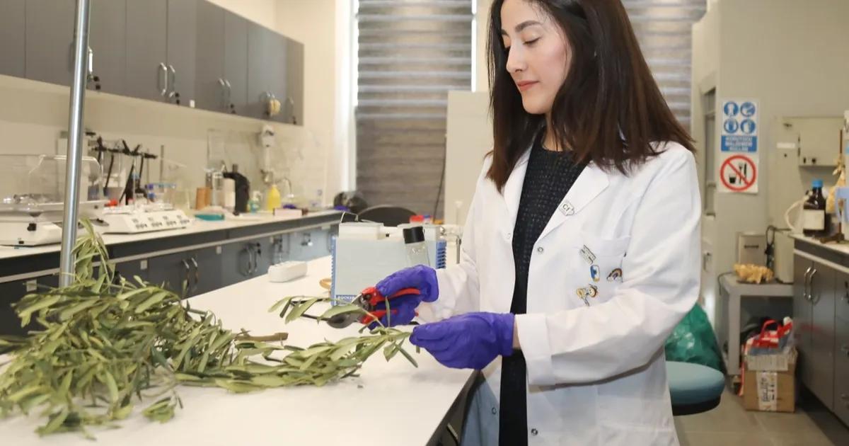Bursa zeytin atıkları, yenilikçi çözümlerle sürdürülebilir ürünlere dönüştürülerek ekonomik ve
