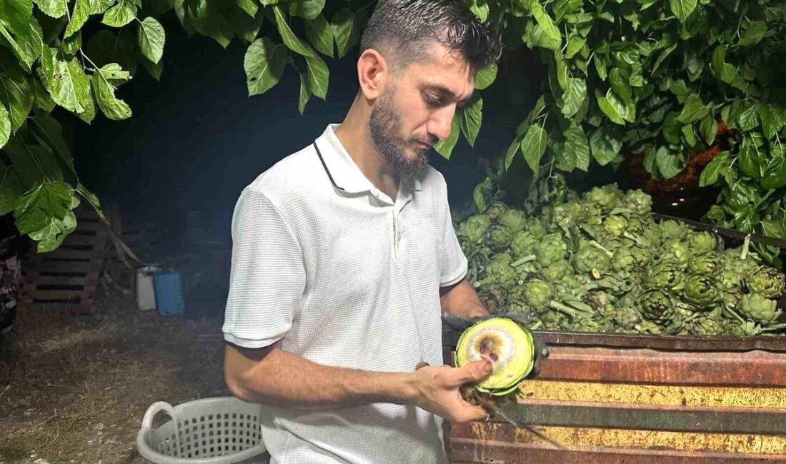 Bursa'da enginar sezonu başladı. Taze enginar soyucuları ile sağlıklı ve