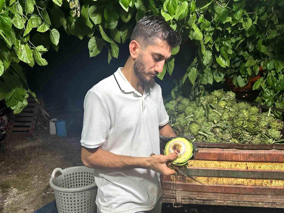 Bursa'da enginar sezonu başladı. Taze enginar soyucuları ile sağlıklı ve
