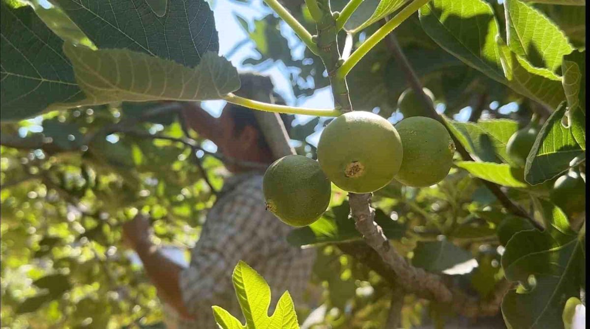 Bursa'da incir sezonu başladı. Yüksek kaliteli incirler için en doğru