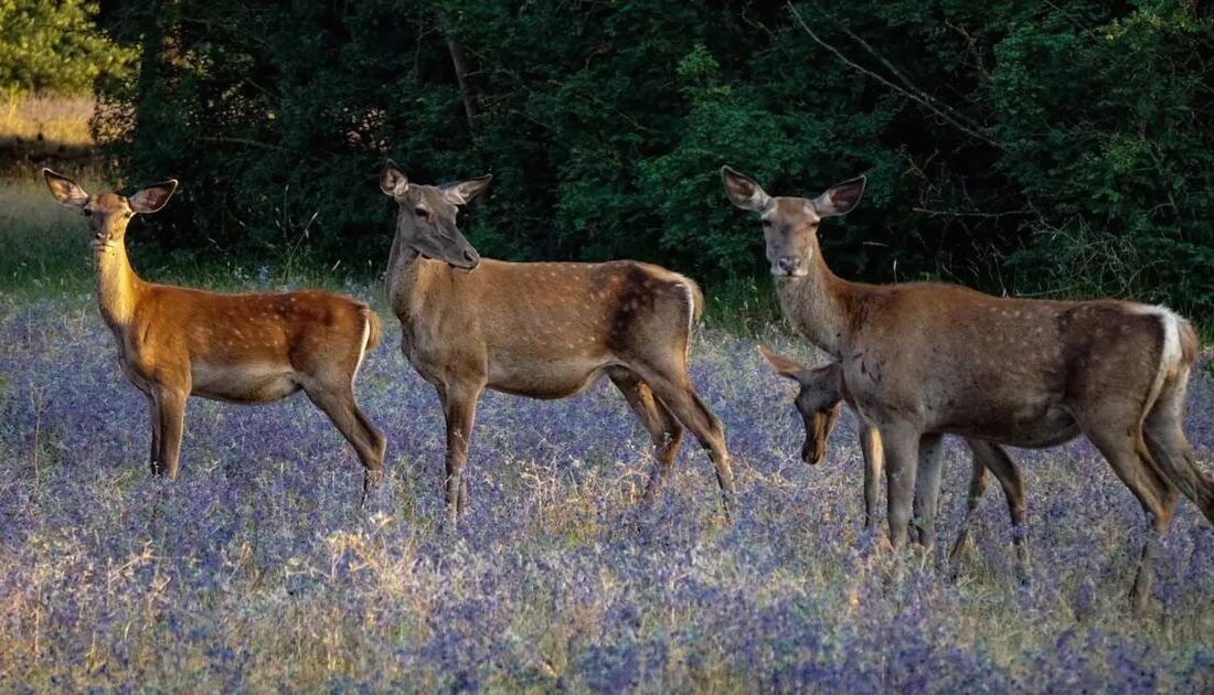 Bursa'da kızıl geyiklerin korunması amacıyla acil çağrı ve farkındalık oluşturma
