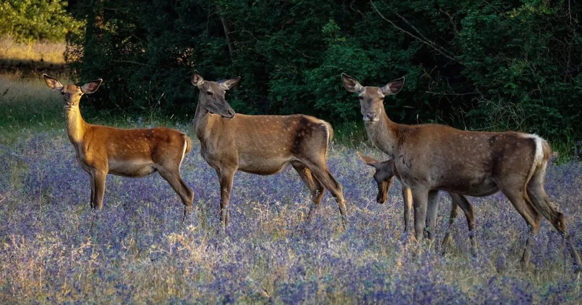 Bursa'da kızıl geyiklerin korunması amacıyla acil çağrı ve farkındalık oluşturma