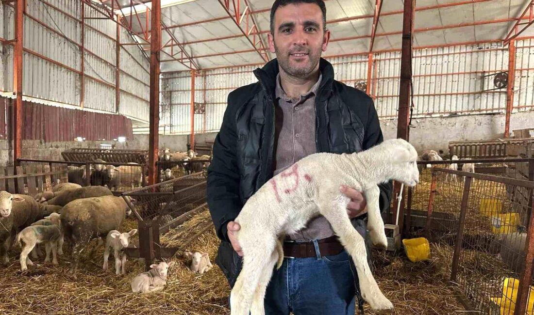 Bursa'da küçükbaş hayvancılıkta başarıya ulaşmak için deneyimli ipuçları ve stratejilerle