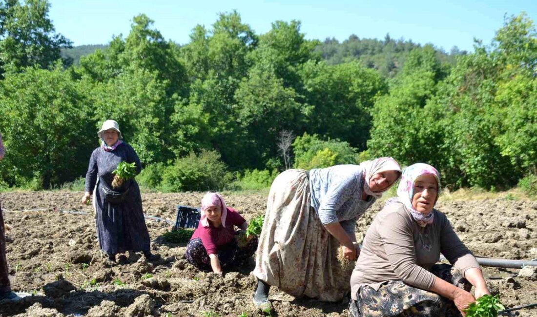 Bursa'da gerçekleşen kültürel etkinlikler, geniş katılımla ilgi gördü. Ziyaretçiler, zengin