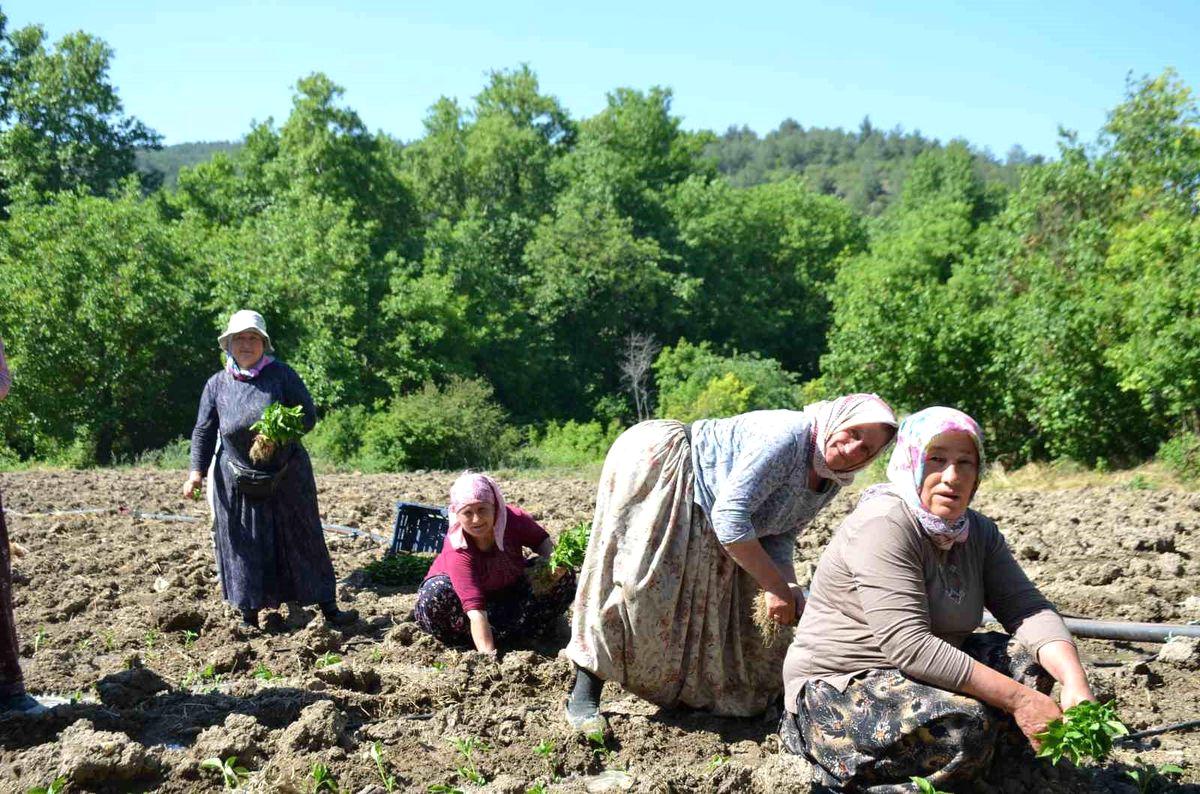 Bursa'da gerçekleşen kültürel etkinlikler, geniş katılımla ilgi gördü. Ziyaretçiler, zengin