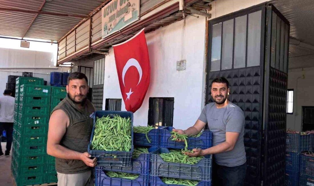 Bursa'da Nazende Fasulyesi'nin hasadı başladı. Bölgede sezonun en kaliteli fasulyesini