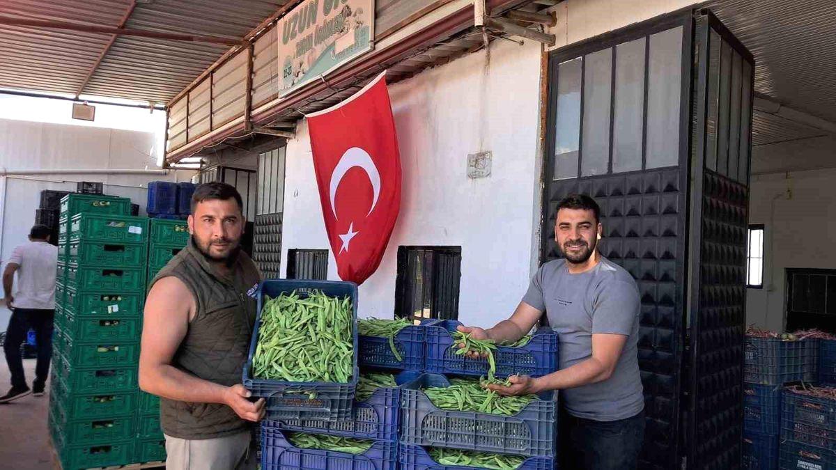 Bursa'da Nazende Fasulyesi'nin hasadı başladı. Bölgede sezonun en kaliteli fasulyesini