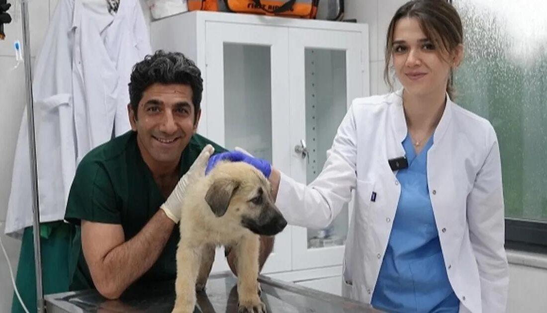 Bursa'da sokak hayvanlarına gösterilen hassasiyet ve yapılan çalışmalar hakkında detaylı