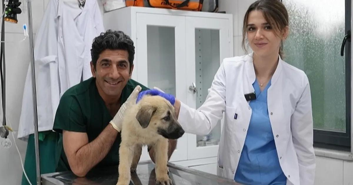 Bursa'da sokak hayvanlarına gösterilen hassasiyet ve yapılan çalışmalar hakkında detaylı