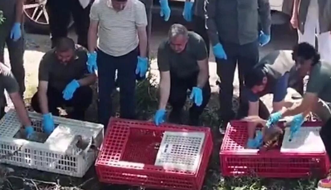 Bursa'da yaban hayatına önemli destek sağlayan projeler ve çalışmalar hakkında