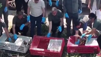 Bursa'da yaban hayatına önemli destek sağlayan projeler ve çalışmalar hakkında