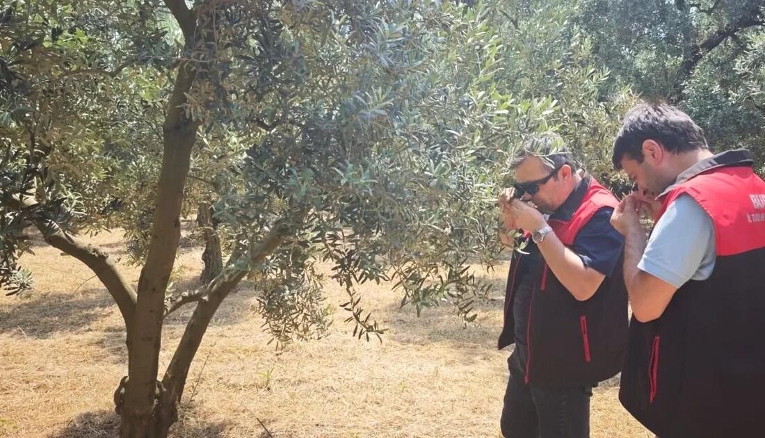 Bursa'da zeytin zararlısı riskleri ve korunma yöntemleri hakkında detaylı bilgi