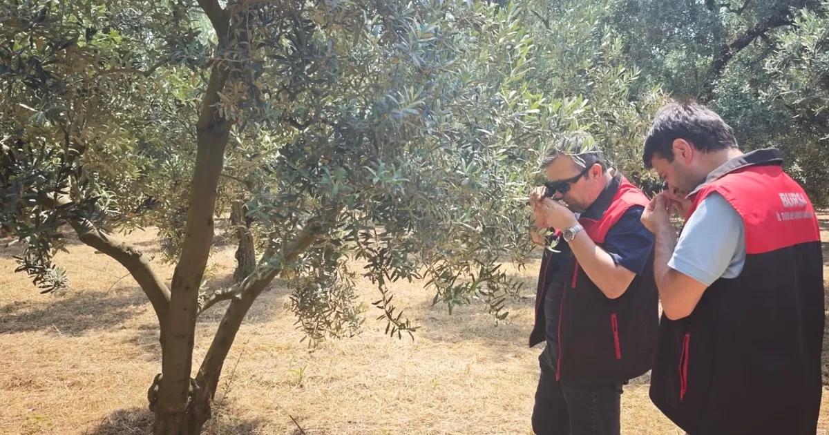 Bursa'da zeytin zararlısı riskleri ve korunma yöntemleri hakkında detaylı bilgi