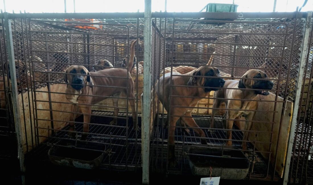 Güney Kore'de köpek eti üretimi sona erdiriliyor. Hayvan hakları ve