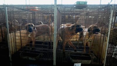 Güney Kore'de köpek eti üretimi sona erdiriliyor. Hayvan hakları ve