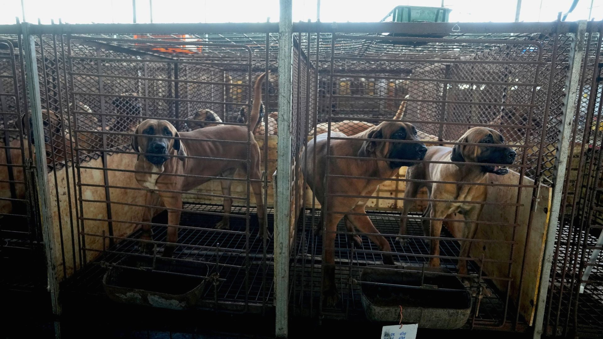 Güney Kore'de köpek eti üretimi sona erdiriliyor. Hayvan hakları ve