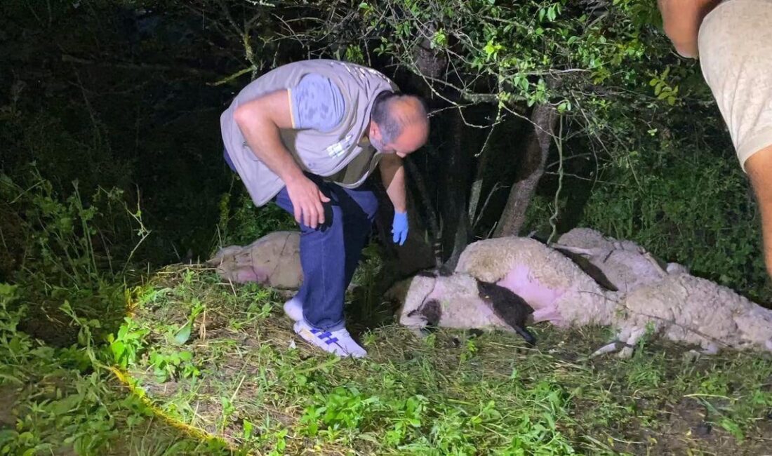 İnegöl'de Yıldırım yakınında koyunların telef olmasıyla ilgili detaylar ve olayın