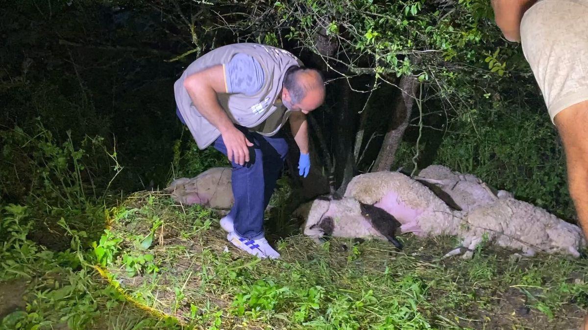 İnegöl'de Yıldırım yakınında koyunların telef olmasıyla ilgili detaylar ve olayın