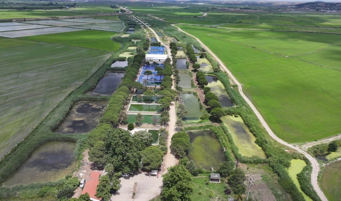 İpsala'da balık yavrusu üretimi büyük ölçüde artmış olup, sürdürülebilir balıkçılık