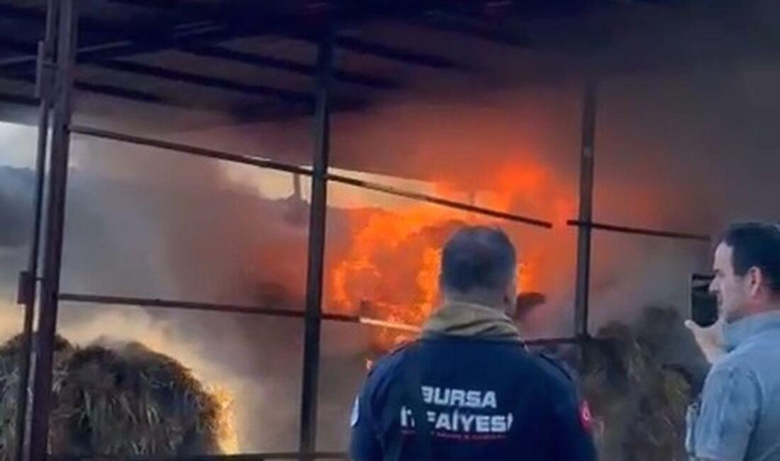 Karacabey'de çiftlik yangını sonucu 4 hayvan hayatını kaybetti. Olayla ilgili