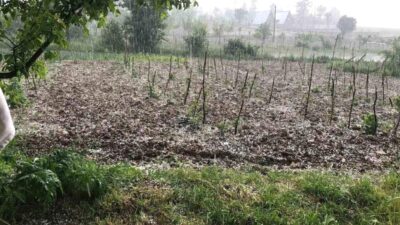 Keles'te şiddetli dolu yağışı, çiftçiye büyük zarar verdi. Yetkililer hasar