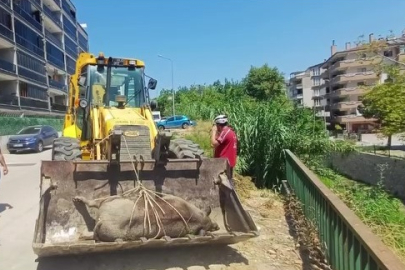 Mudanya'da Dere yatağında ölü yabani hayvan bulundu