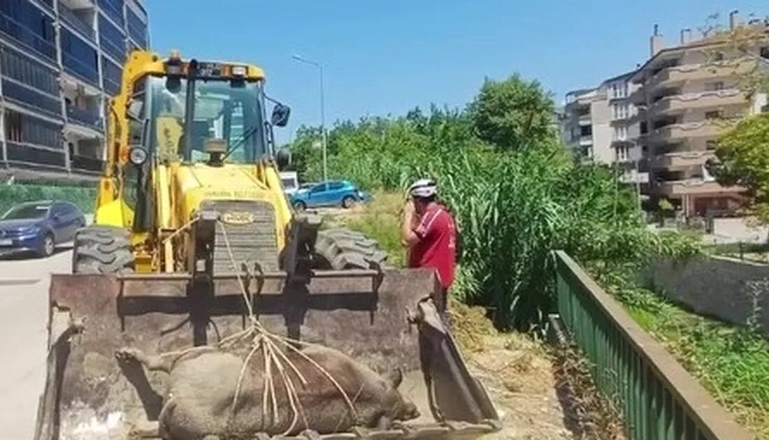 Mudanya'da dere yatağında ölü yabani hayvan tespit edildi. Olayla ilgili