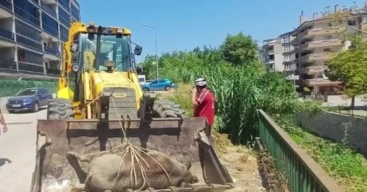 Mudanya'da dere yatağında ölü yabani hayvan tespit edildi. Olayla ilgili