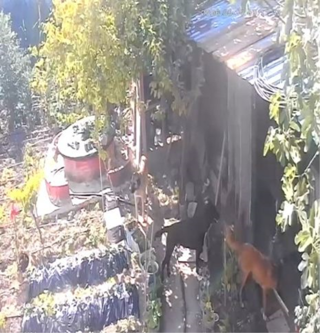 Mudanya'da köpeklerin tavuk katliamı
