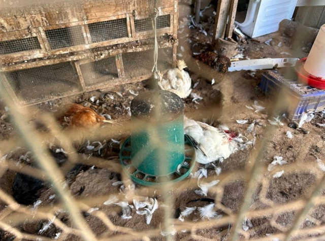 Mudanya'da köpeklerin tavuk katliamı
