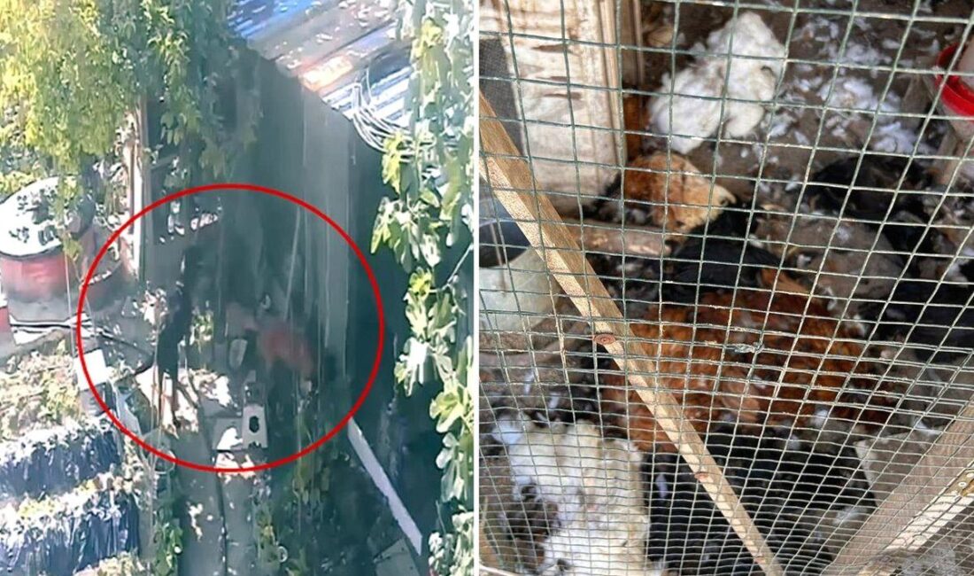 Mudanya'da köpeklerin tavuk katliamı ile ilgili detaylı ve resmi bilgi,
