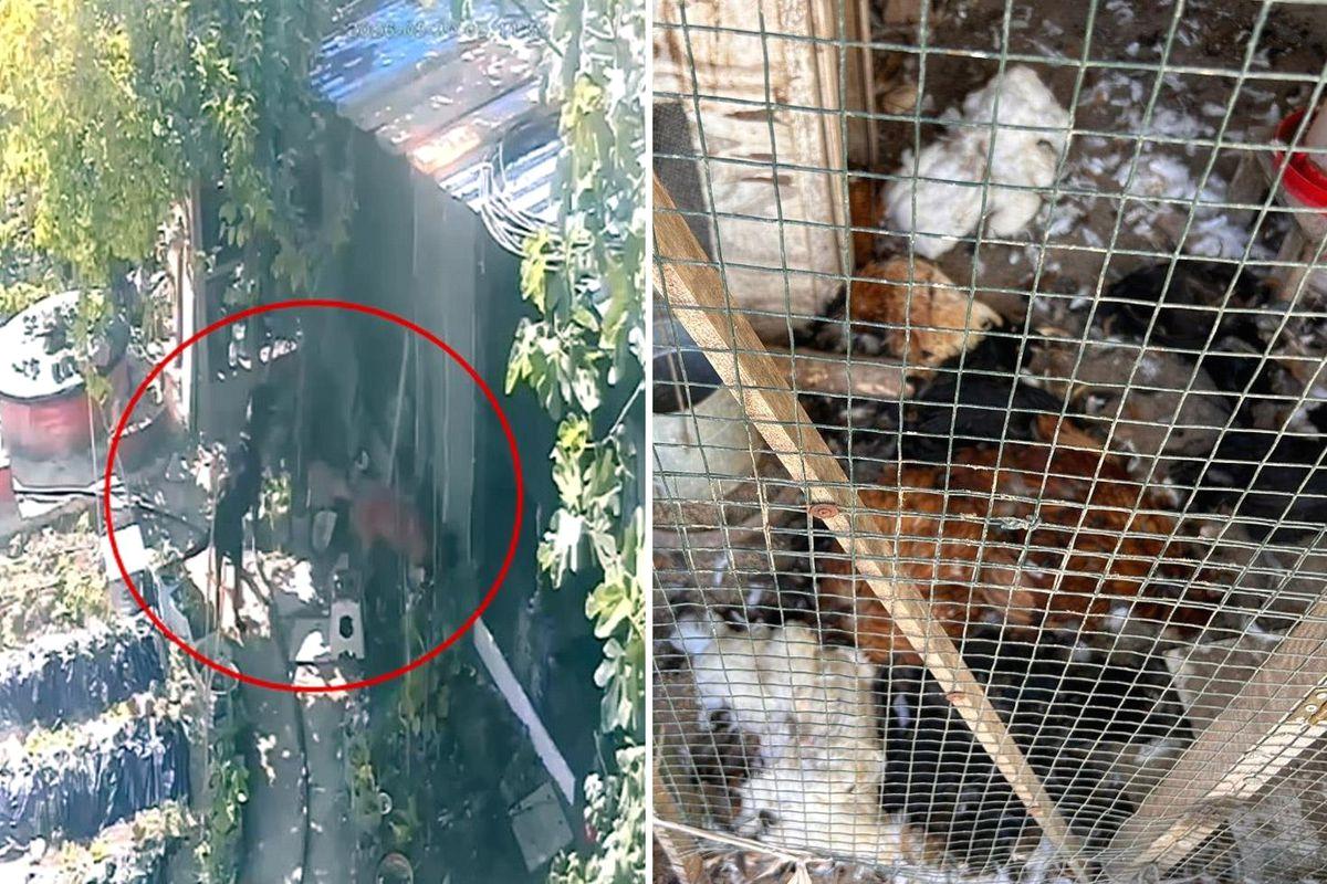 Mudanya'da köpeklerin tavuk katliamı ile ilgili detaylı ve resmi bilgi,