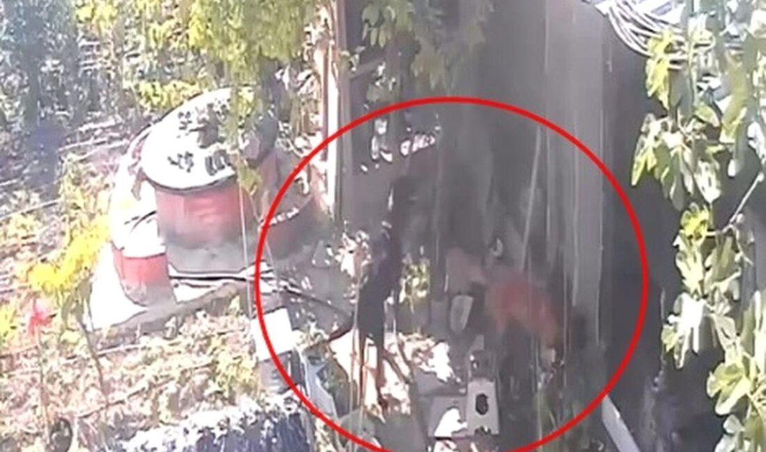 Mudanya'da köpeklerin tavuk katliamı hakkında detaylı bilgi ve olayın sosyoekonomik