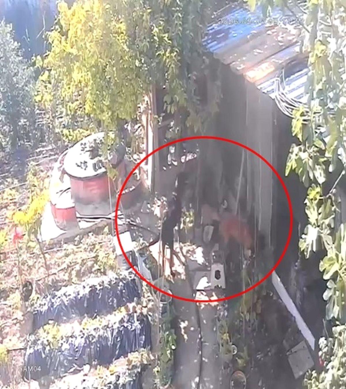Mudanya'da köpeklerin tavuk katliamı hakkında detaylı bilgi ve olayın sosyoekonomik