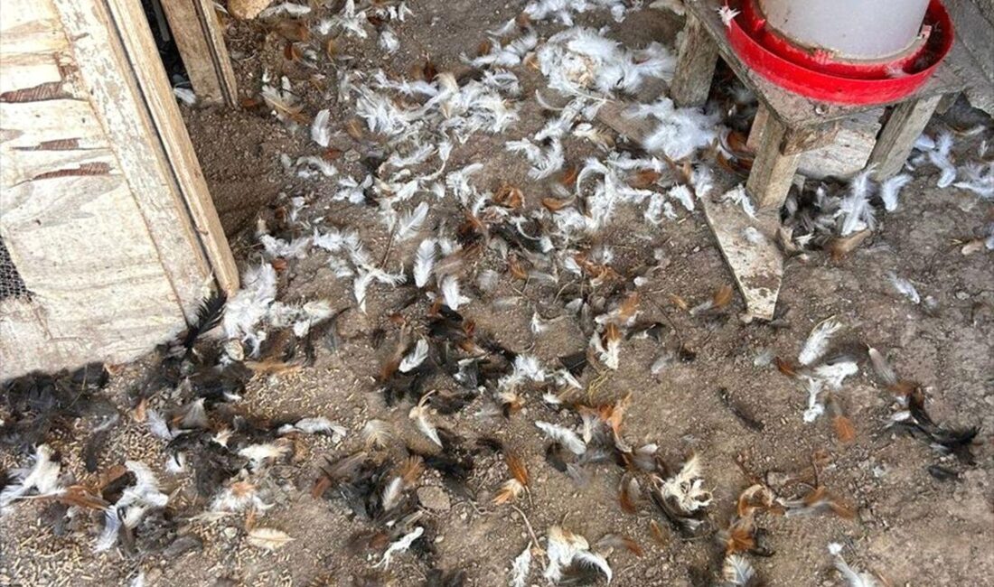 Mudanya'da sahipsiz köpekler, tavuklara saldırdı. Olayla ilgili detaylar ve güvenlik