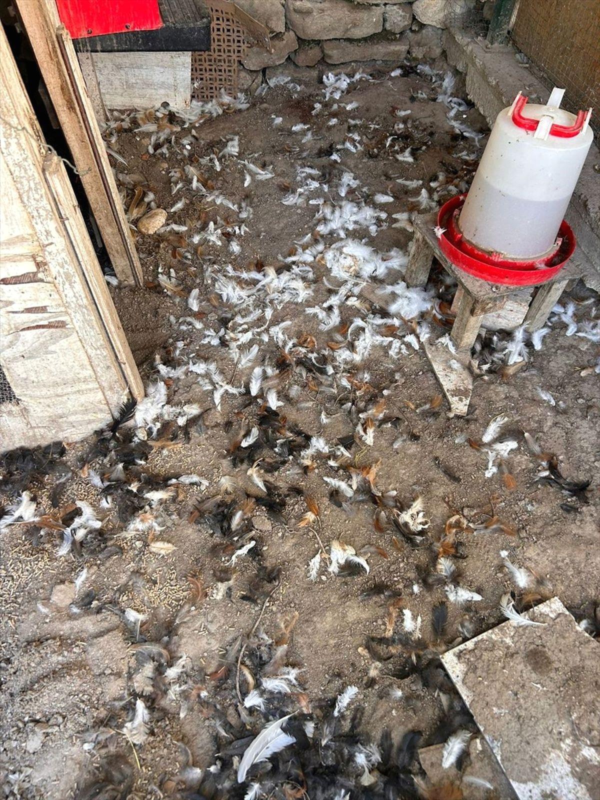 Mudanya'da sahipsiz köpekler, tavuklara saldırdı. Olayla ilgili detaylar ve güvenlik