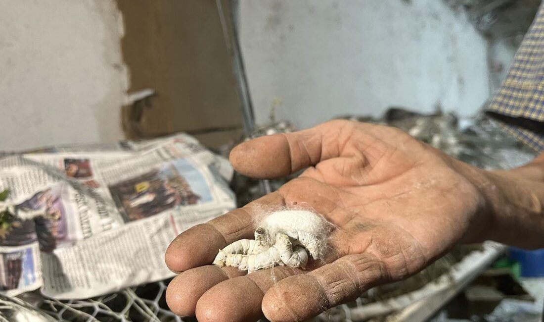 Nallıhan'da 60 yıl boyunca sürdürülen ipek böcekçiliği geleneği, tarihi ve