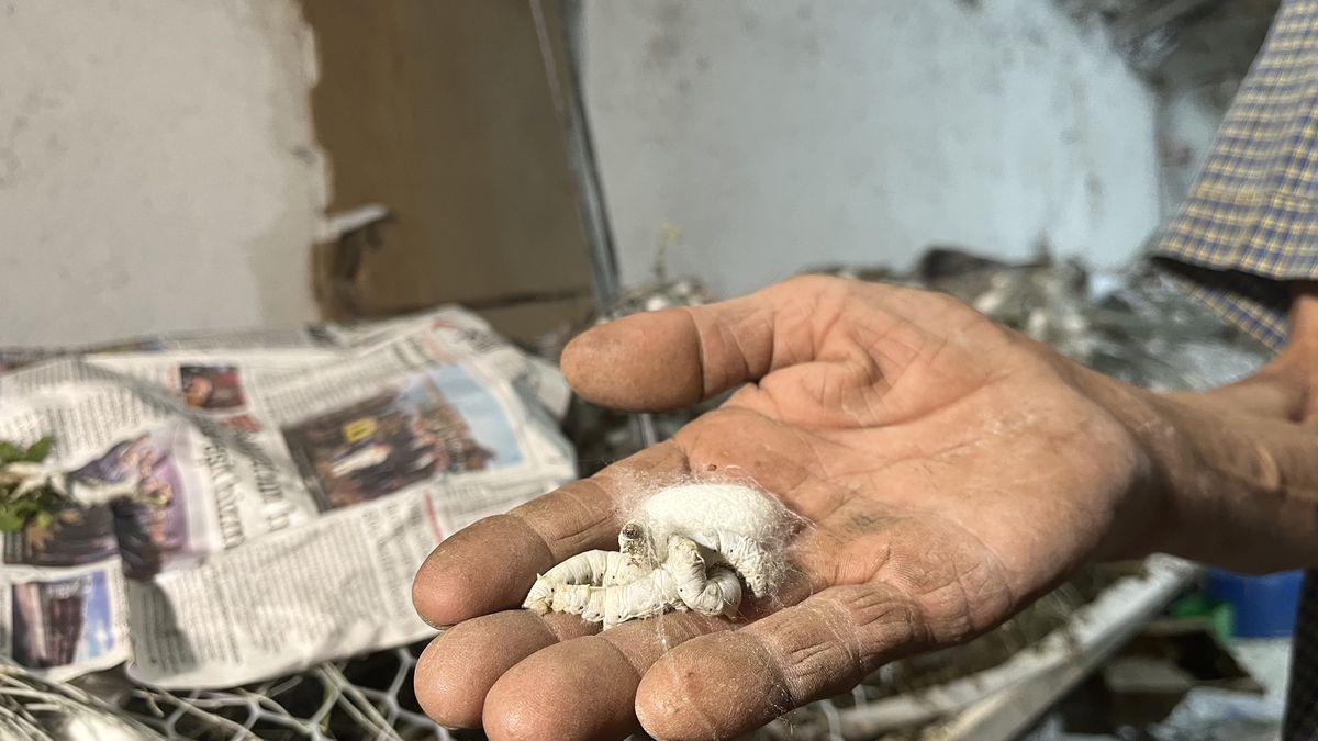 Nallıhan'da 60 yıl boyunca sürdürülen ipek böcekçiliği geleneği, tarihi ve