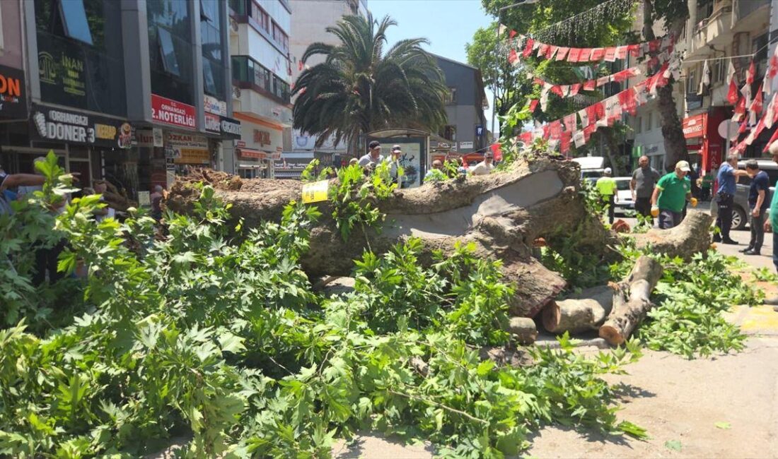 Orhangazi'de devrilen çınar ağacının nedeni, etkileri ve alınan önlemler hakkında